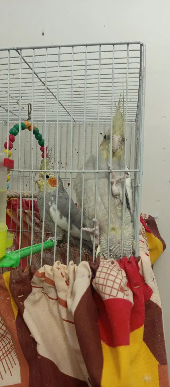 عروس هلندی سیامون 2تاش700پول لازمم|پرنده|مشهد, تلگرد|دیوار