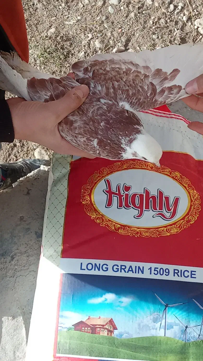 کبوتر|پرنده|سیلوانه, |دیوار