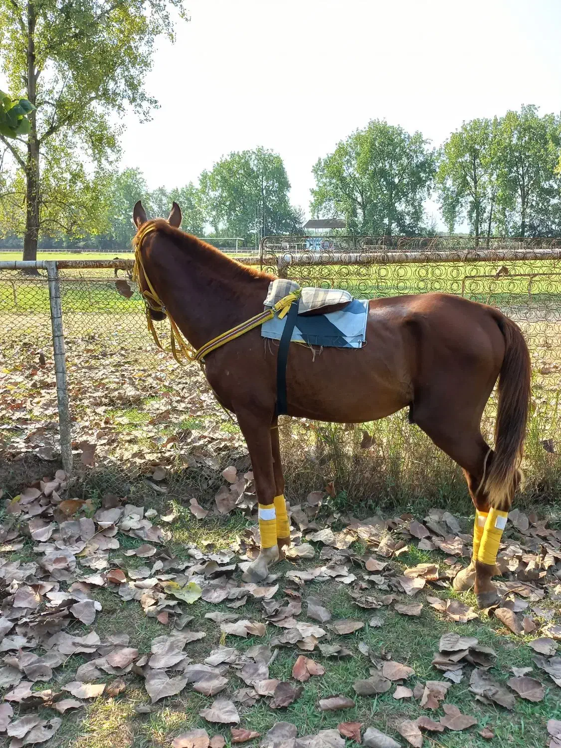 اسب|اسب و تجهیزات اسب‌سواری|پیربازار, |دیوار