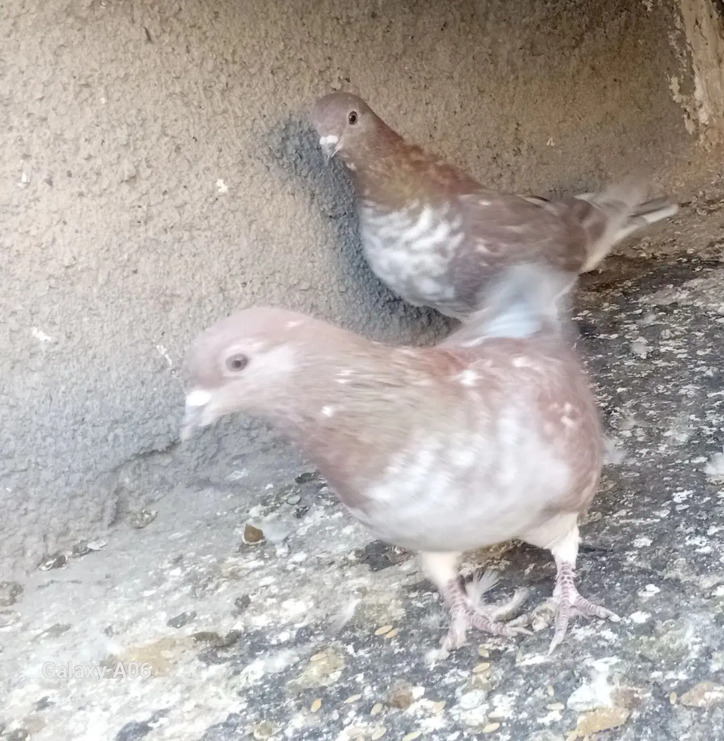 کبوترجفت|پرنده|مشهد, نیزه|دیوار