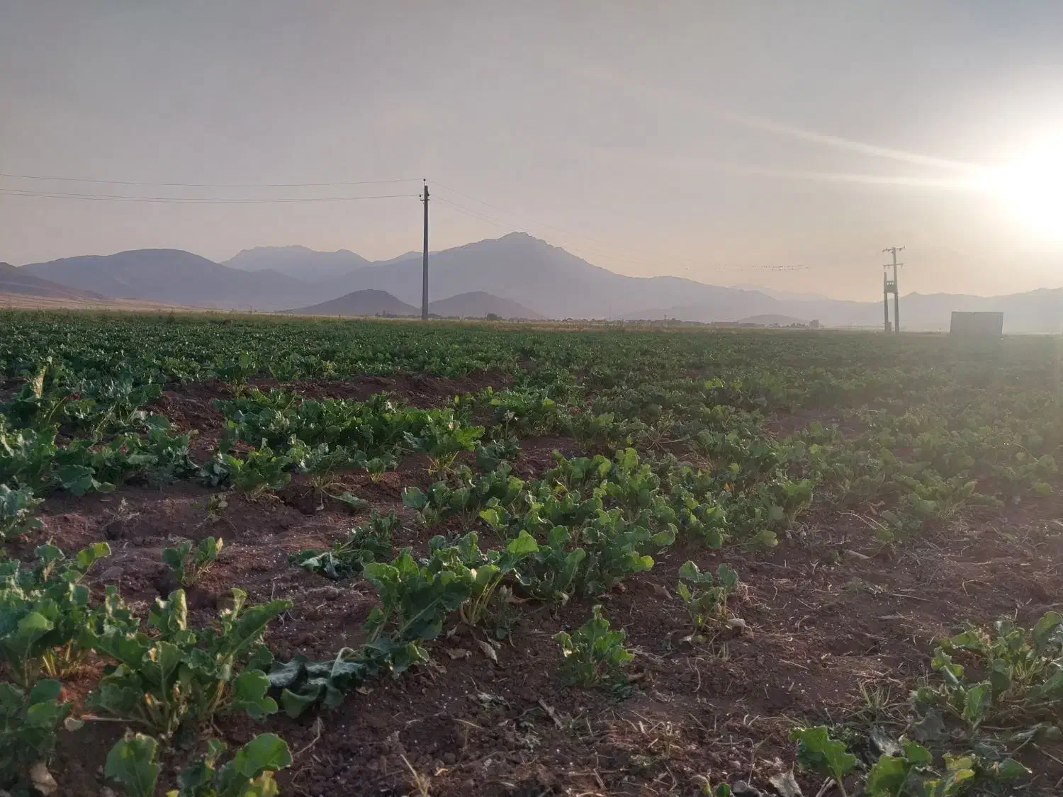 چغندر دامی|حیوانات مزرعه|پیر سلیمان, |دیوار