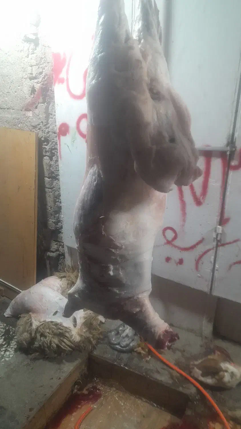 فروش گوشت بره و گوساله|خوردنی و آشامیدنی|اهواز, منبع اب|دیوار