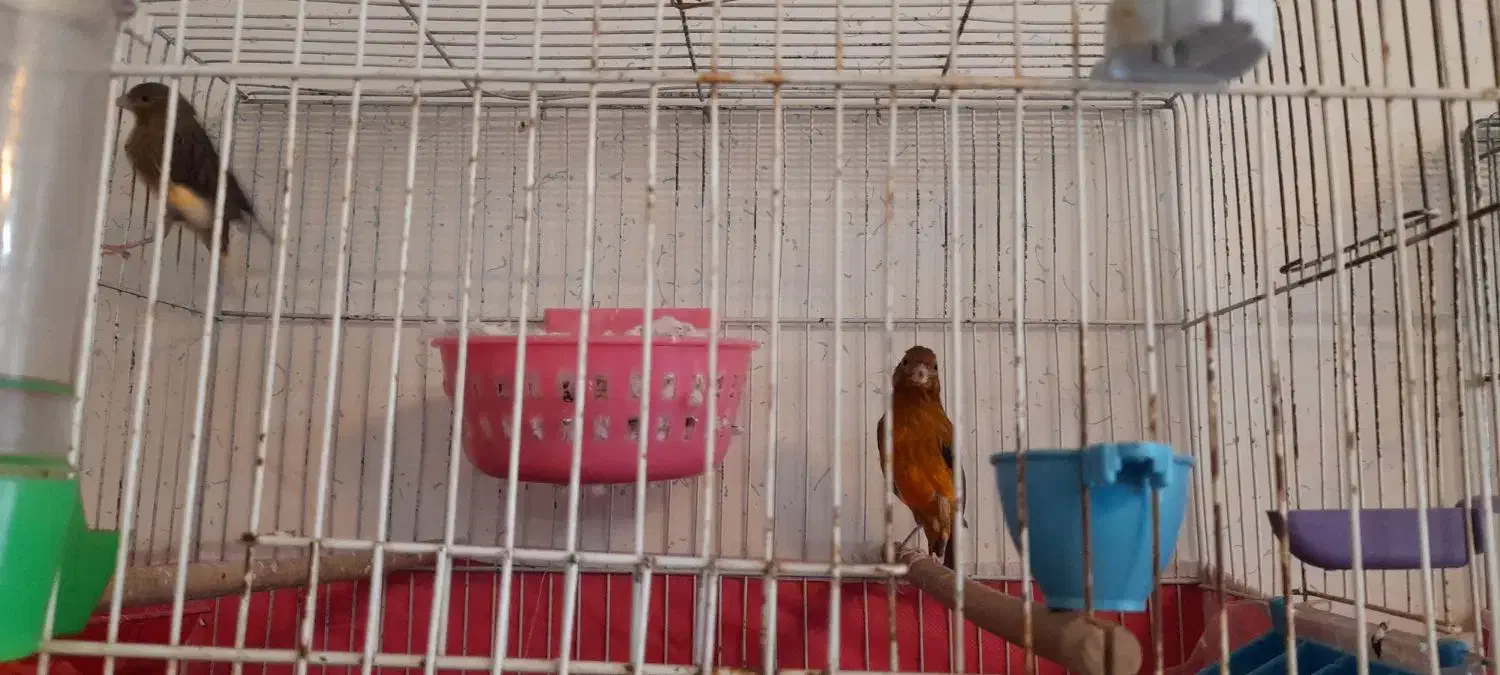 قناری جفت|پرنده|اصفهان, شهرک صنعتی امیرکبیر (شاپور جدید)|دیوار