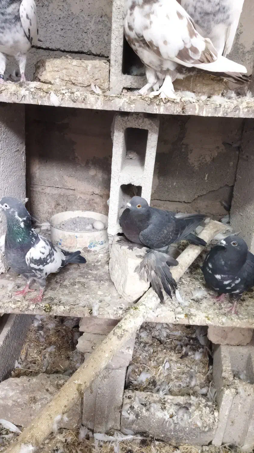 سیاه ماده پا پر گرفتنی|پرنده|باسمنج, |دیوار