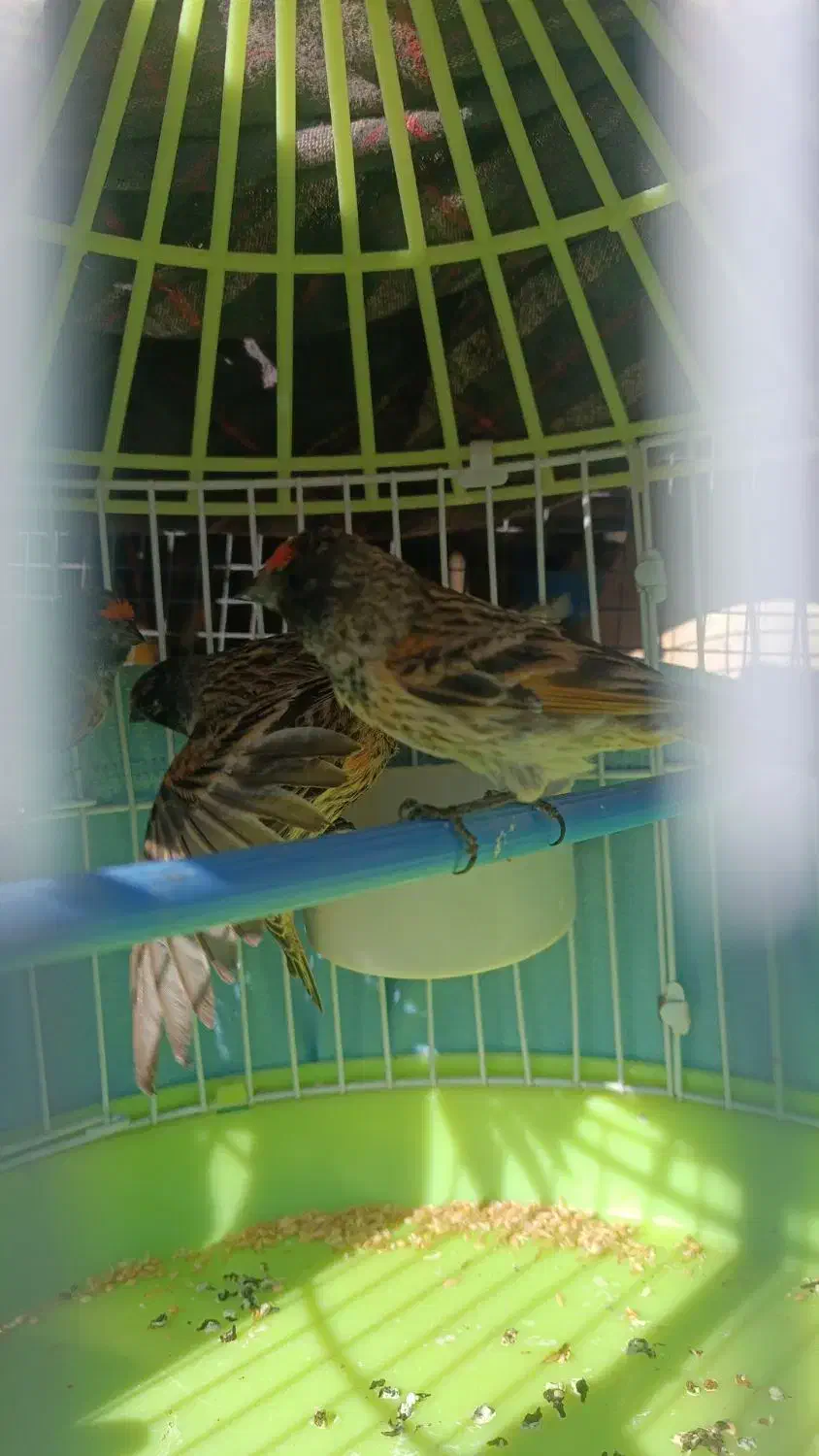 سهره گلبسر|پرنده|سراوان, |دیوار