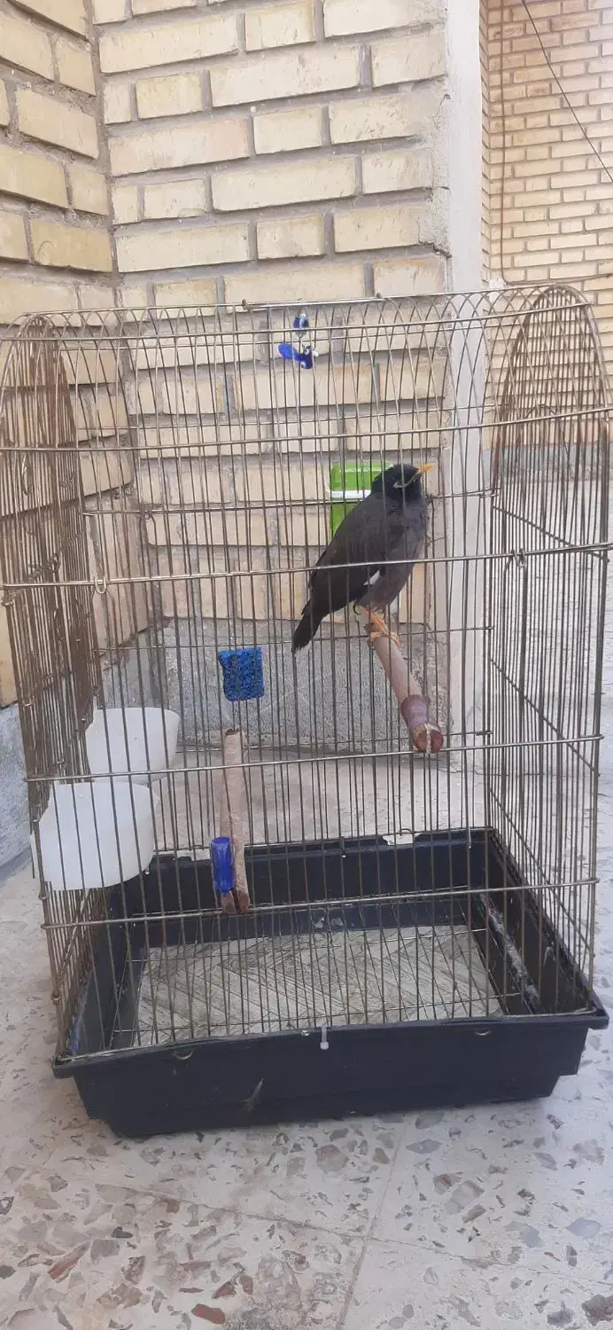 مرغ مینا سخنگو با قفس|پرنده|شیراز, کوی زهرا|دیوار