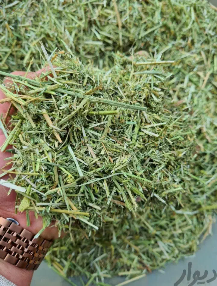 یونجه|لوازم جانبی حیوانات|فردوسیه, |دیوار