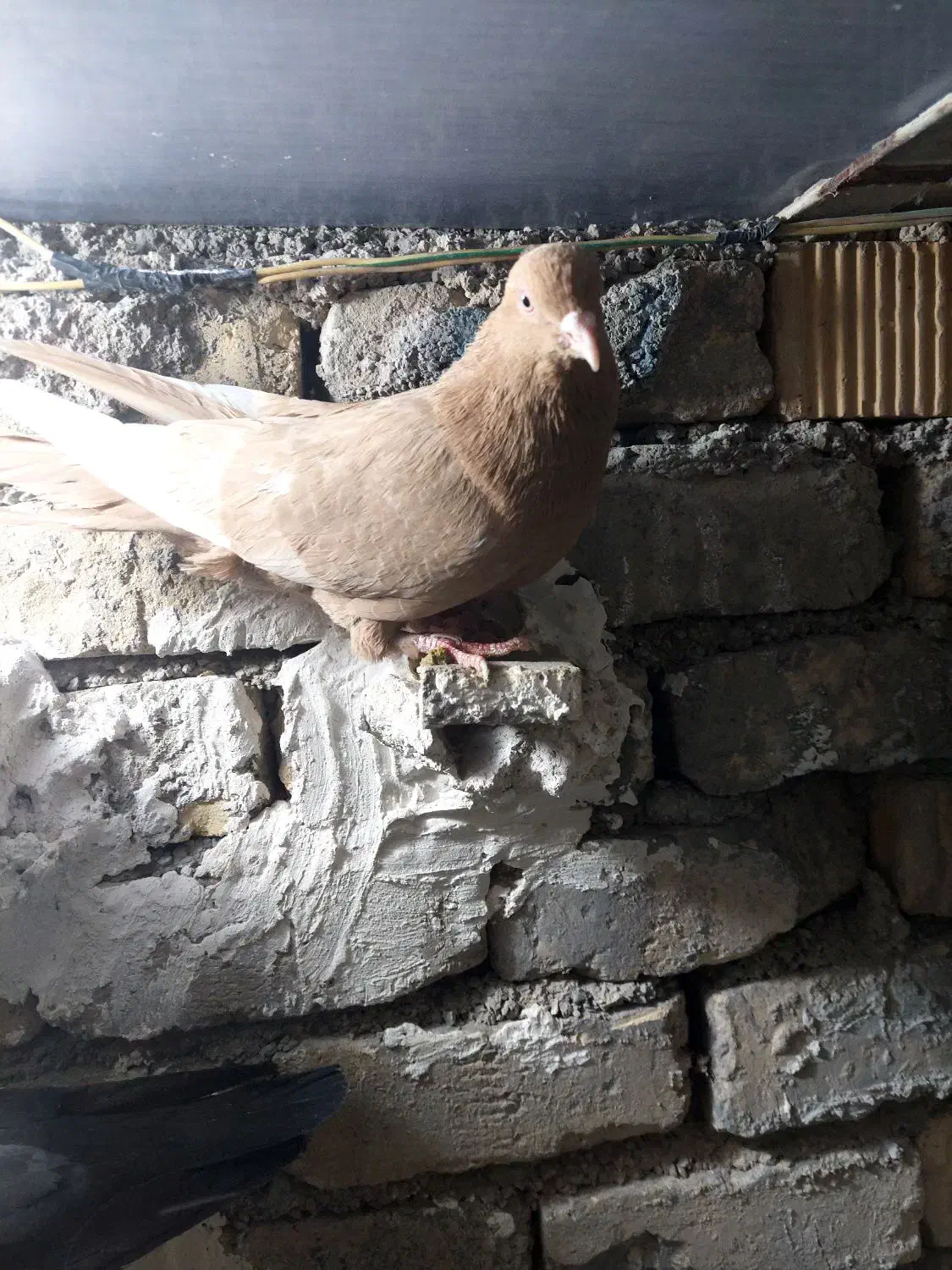 کفتر سینه زرد|پرنده|شیراز, کوشک میدان|دیوار