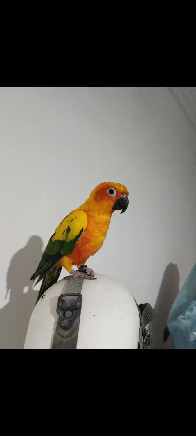 طوطی خورشیدی|پرنده|امیدیه, |دیوار