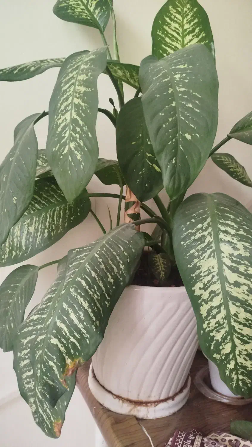 گلدون|صنایع دستی و سایر لوازم تزئینی|یزد, |دیوار