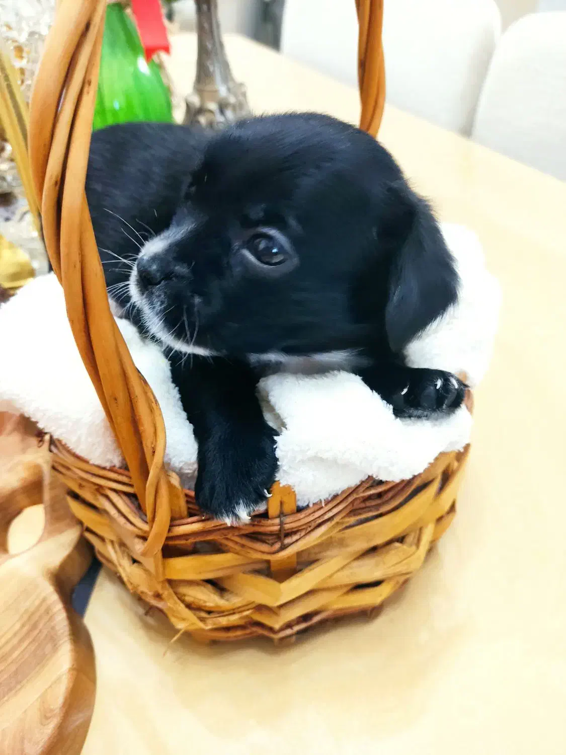 پامر اشپیتز نر|سگ|محمدشهر, محمدشهر|دیوار