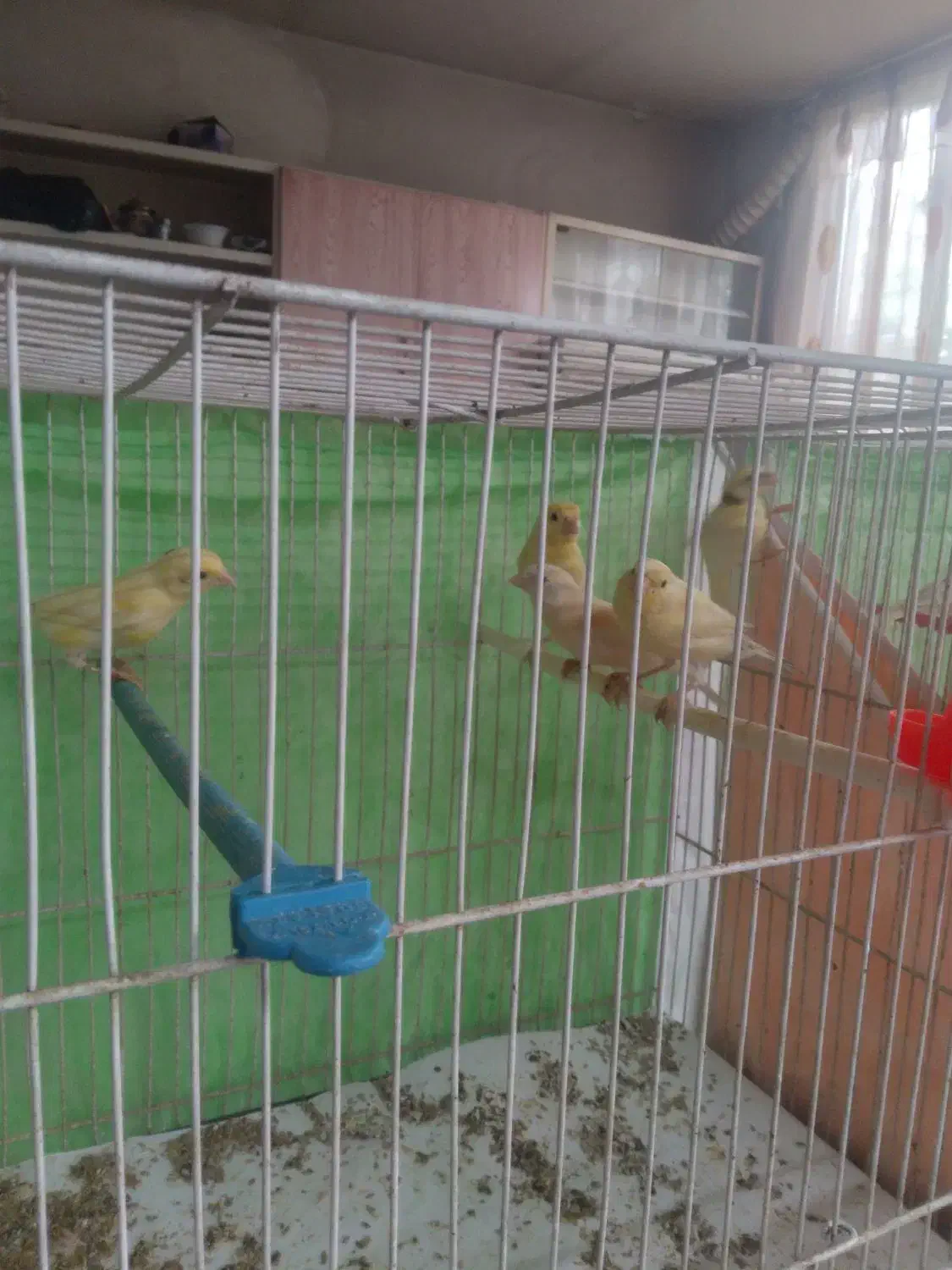 قناری جوجه چهار ماه|پرنده|مشهد, ابوذر|دیوار