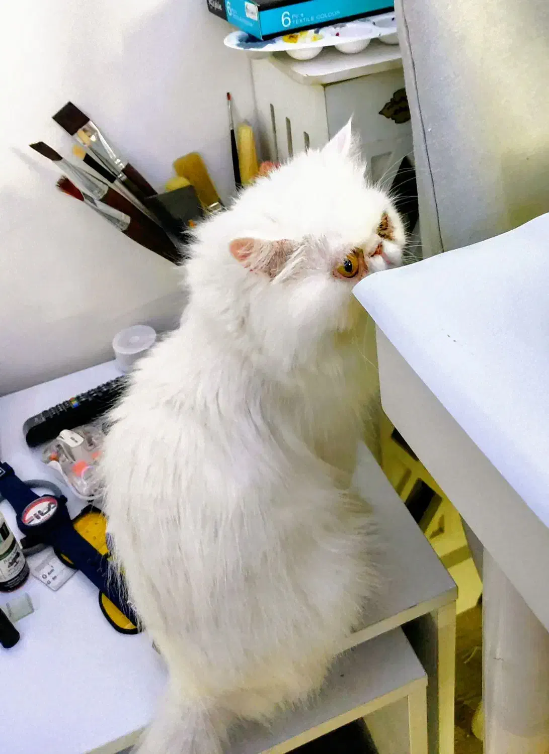 گربه ماده|گربه|ساری, |دیوار