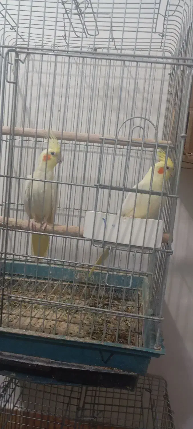 عروس هلندی|پرنده|دزفول, |دیوار