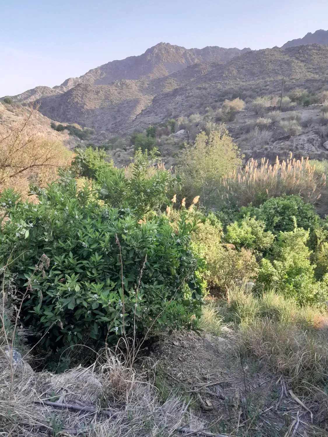 کود گوسفند|لوازم جانبی حیوانات|جیرفت, |دیوار