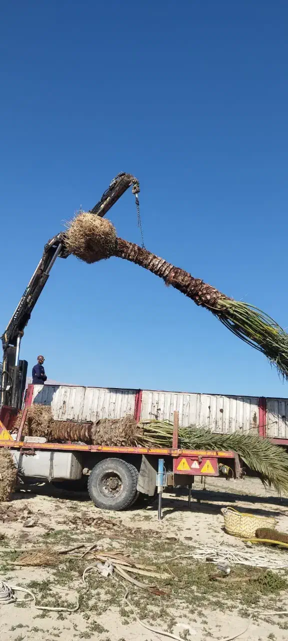 مرجع رسمی فروش نخل در کل جنوب کشور|خدمات باغبانی و درختکاری|آبپخش, |دیوار