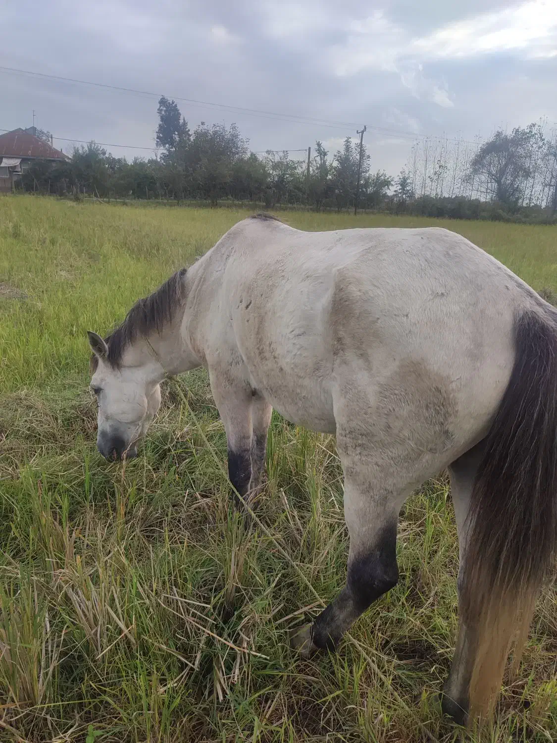 اسب|اسب و تجهیزات اسب‌سواری|ماکلوان, |دیوار