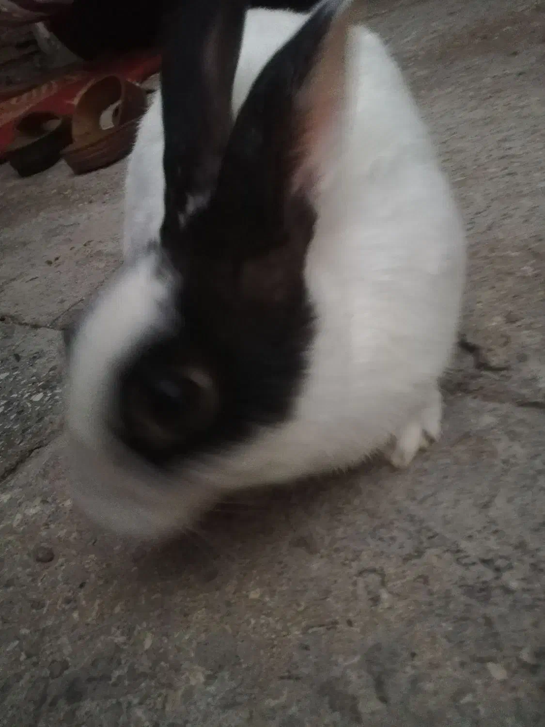 خرگوش نر تخفیف داره|موش و خرگوش|سوسنگرد, |دیوار