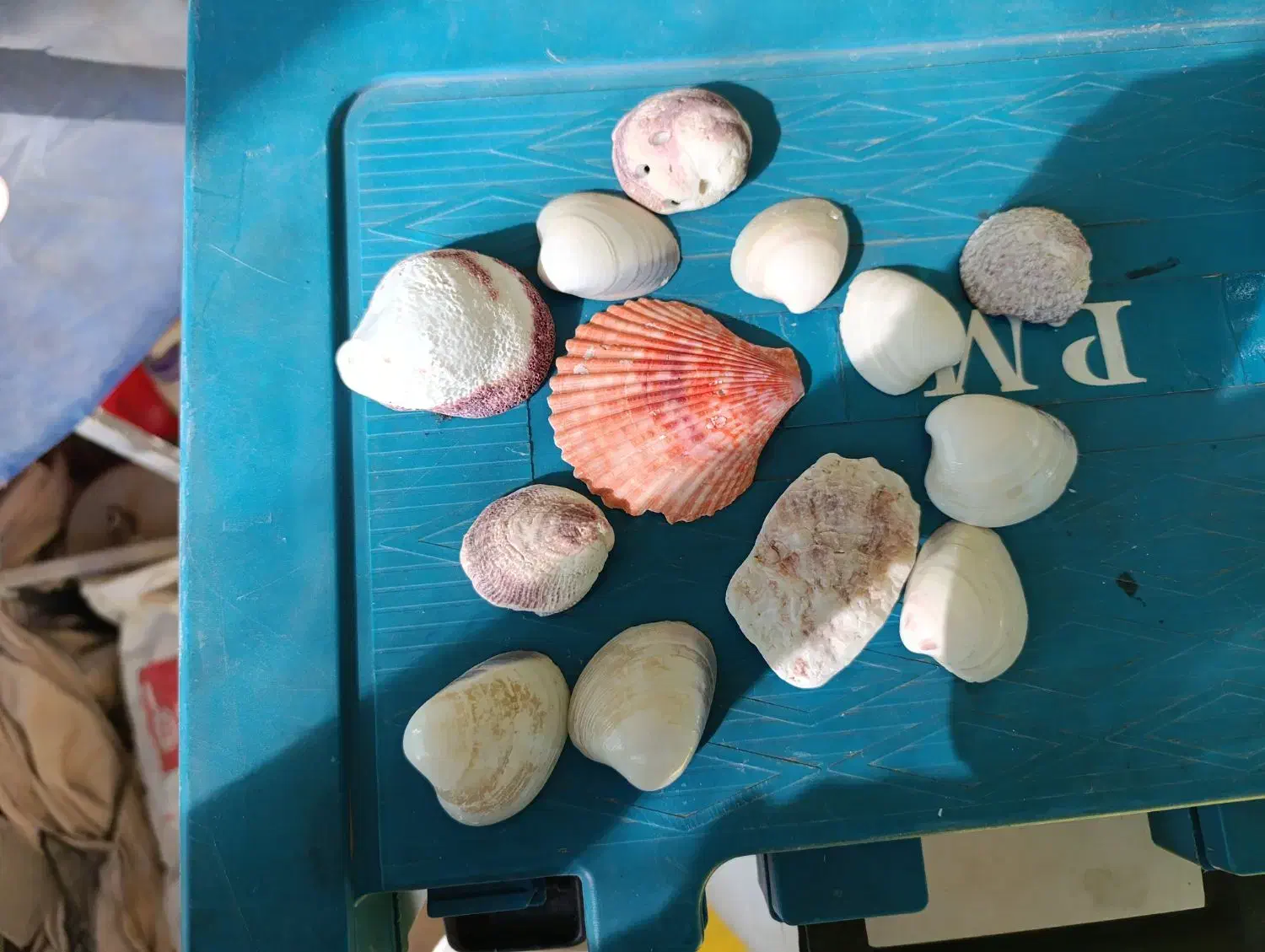 انواع صدف اکواریوم|ماهی|پاکدشت, پاکدشت (مامازند)|دیوار