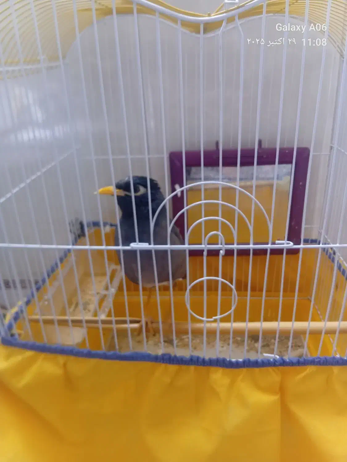 مرغ‌مینانر|پرنده|بروجرد, |دیوار