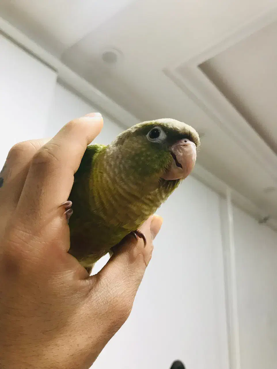 طوطی گرینچیک|پرنده|امیدیه, |دیوار