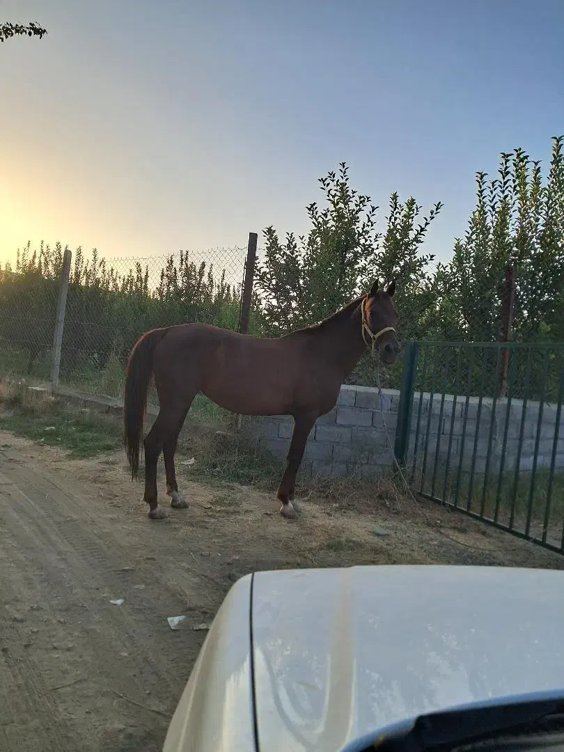 اسب|اسب و تجهیزات اسب‌سواری|سلماس, |دیوار