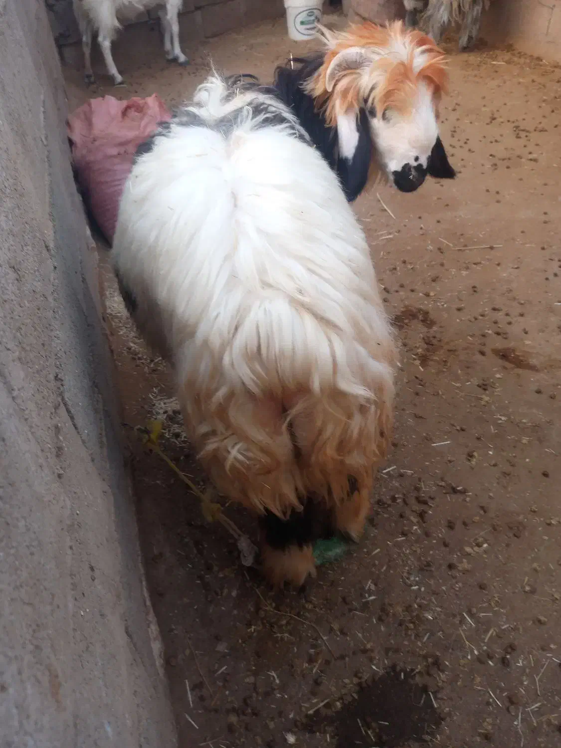 بره و‌میش|حیوانات مزرعه|مسجد سلیمان, |دیوار