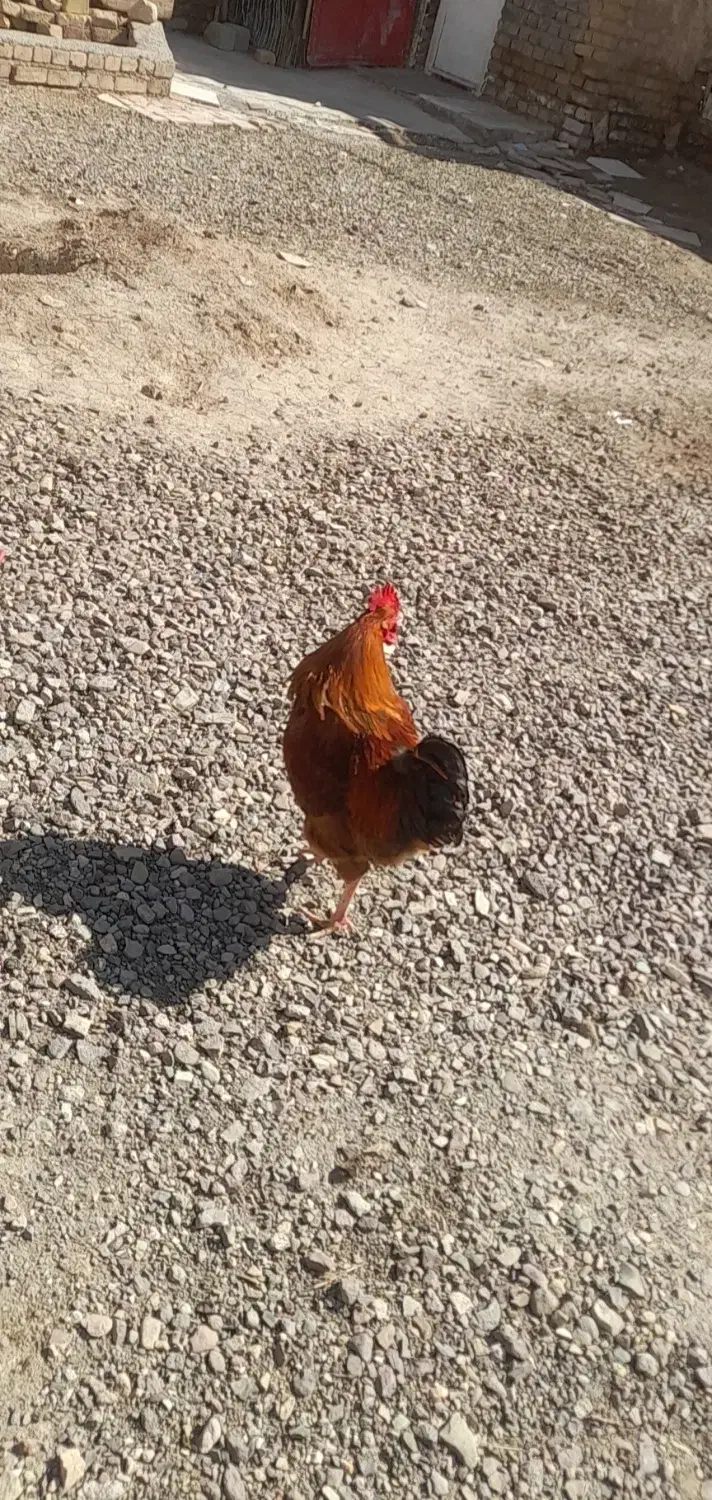 خروس بزرگ|حیوانات مزرعه|قزوین, |دیوار