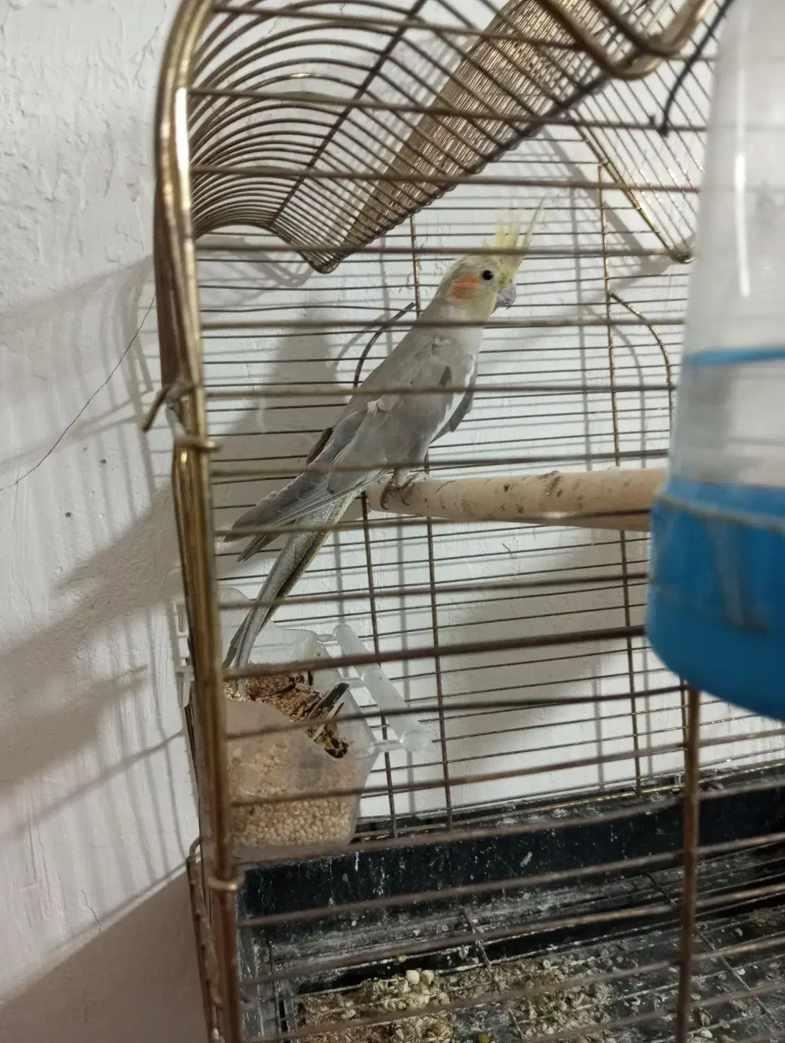 عروس آهویی بالغ .ماده|پرنده|چابهار, |دیوار