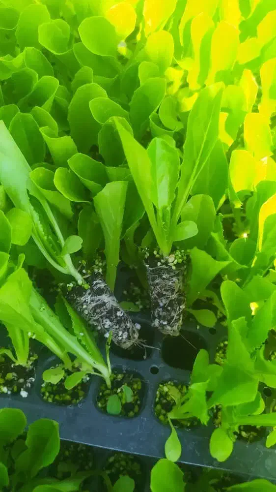 کاهو|خدمات باغبانی و درختکاری|آزادشهر, |دیوار