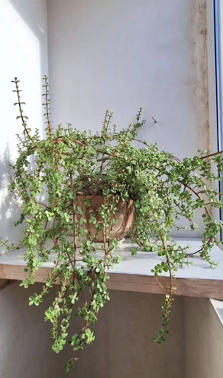 گیاه خرفهای|گل و گیاه طبیعی|تربت جام, مطهری|دیوار