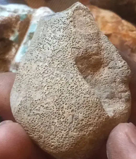 فسیل مرجان|کلکسیون اشیاء عتیقه|مبارکه, |دیوار