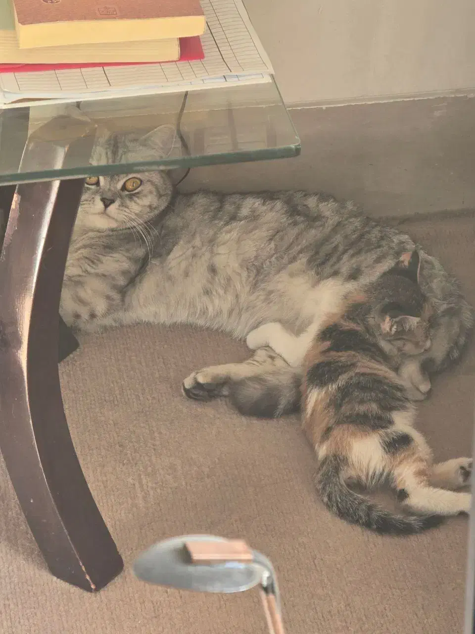 گمشده|حیوانات|بندر گناوه, |دیوار