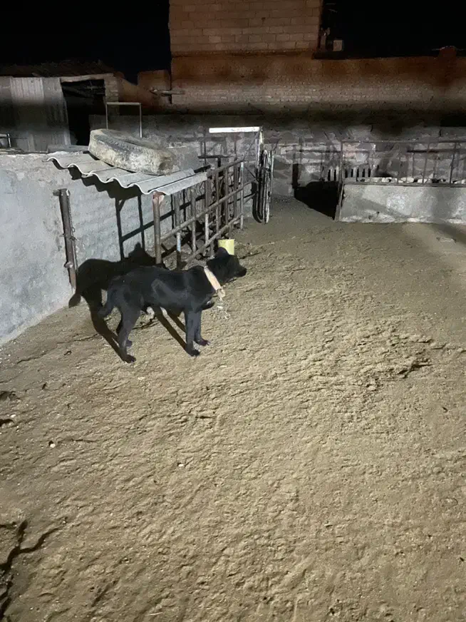 واگذاری سگ|سگ|مشهد, احمدآباد|دیوار