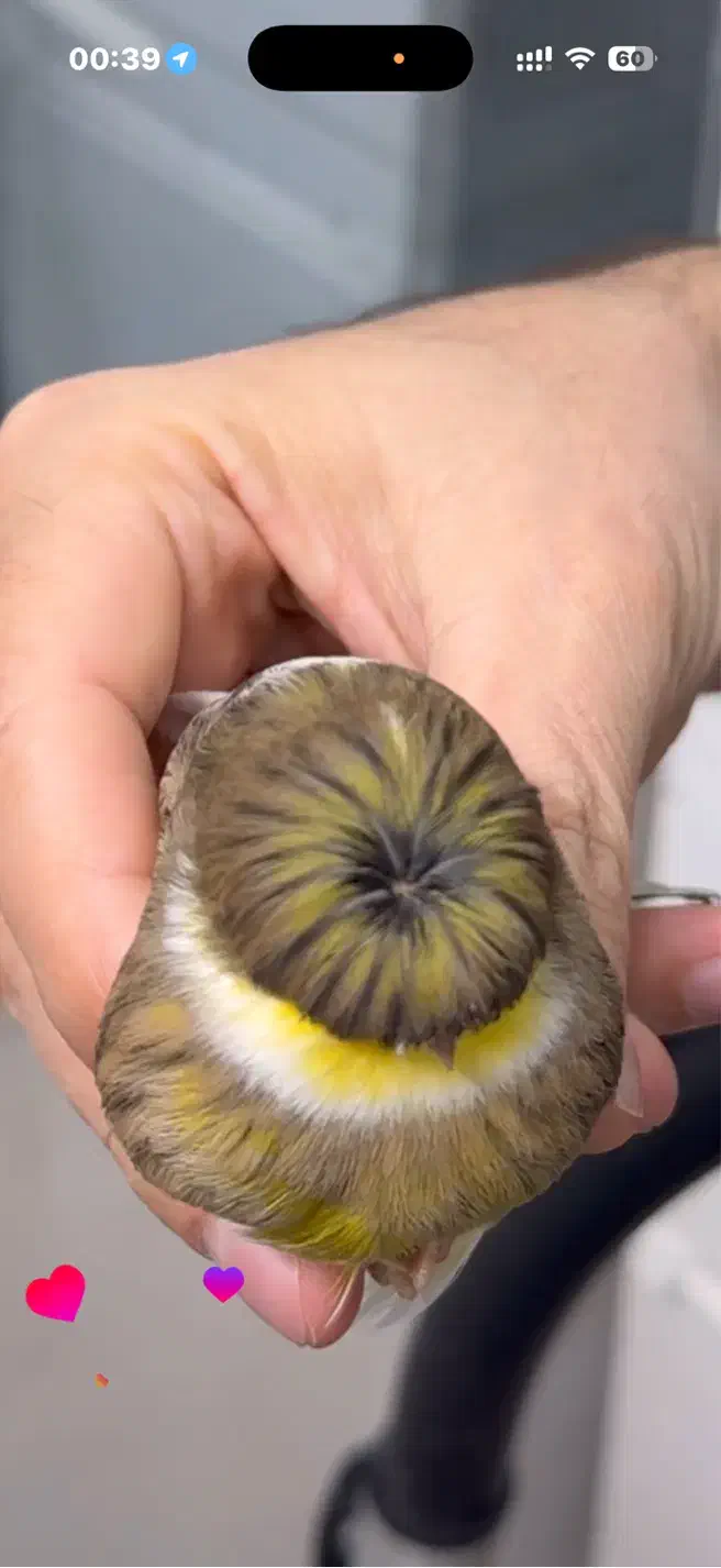 قناری کلاستر  فائو کبالت|پرنده|تهران, پامنار|دیوار