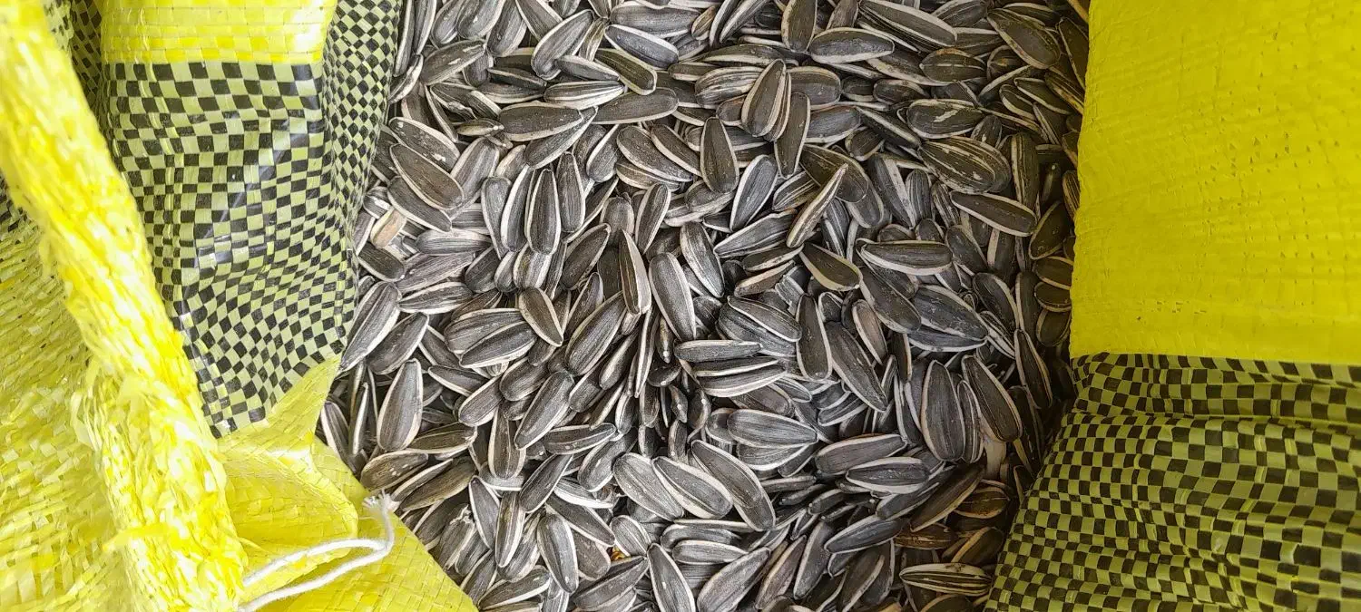 تخمه افتابگردان|عمده‌فروشی|موچش, |دیوار