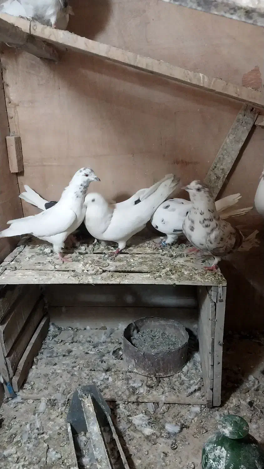 کفتر کبوتر غریب گیری|پرنده|مشکین‌دشت, |دیوار