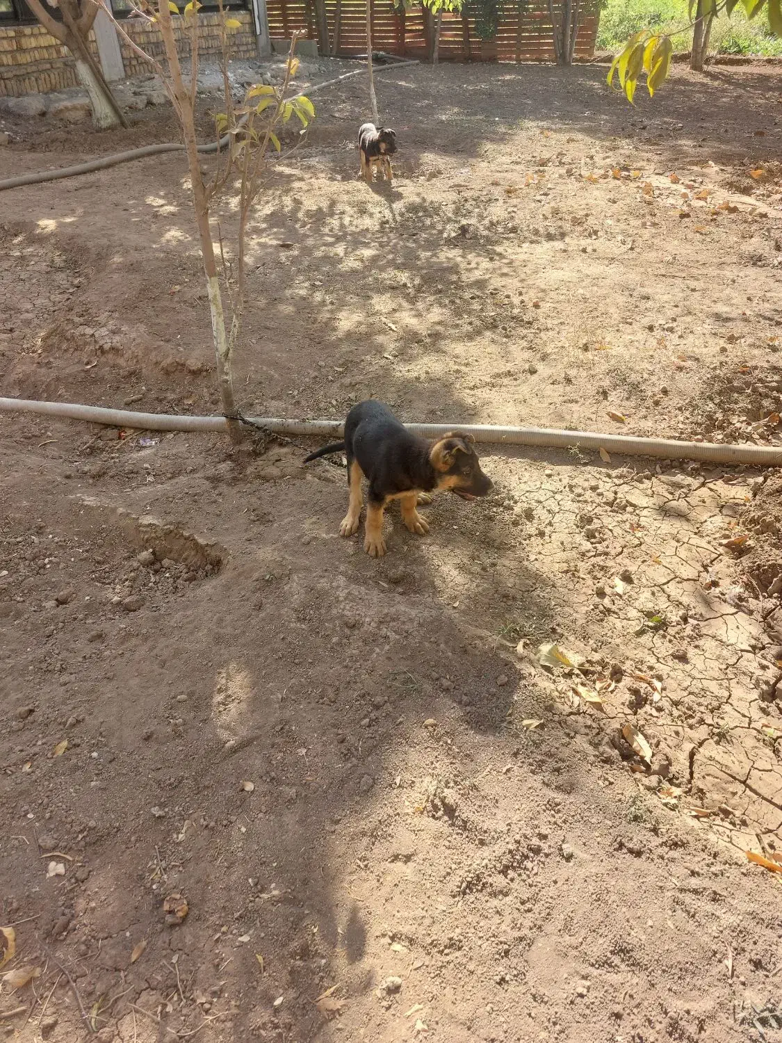 واگذاری توله سگ ژرمن اصل|سگ|کرمانشاه, |دیوار