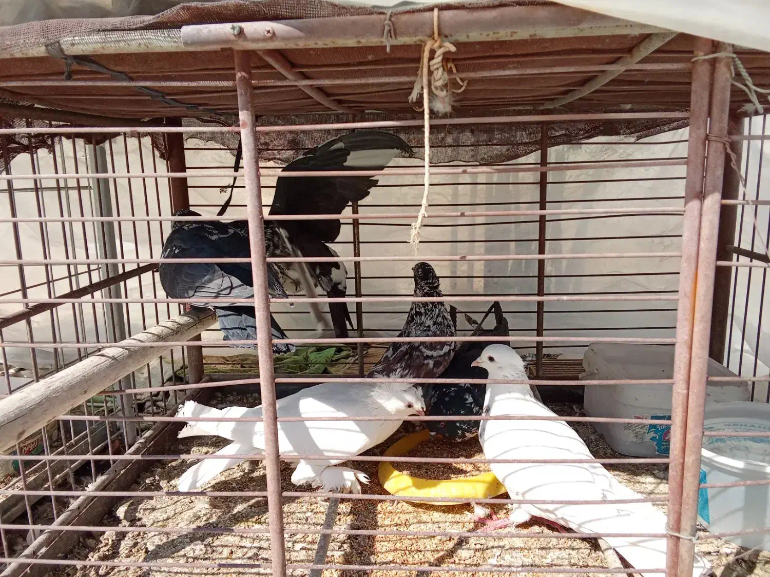 پرنده|پرنده|خمینی‌شهر, |دیوار