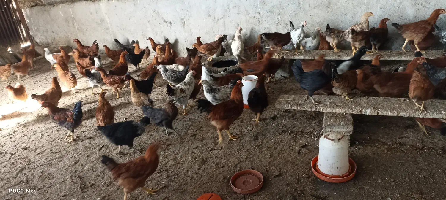 فروش جوجه نیمچه مرغ و خروس ۴/۵ماهه|حیوانات مزرعه|طرقبه, |دیوار