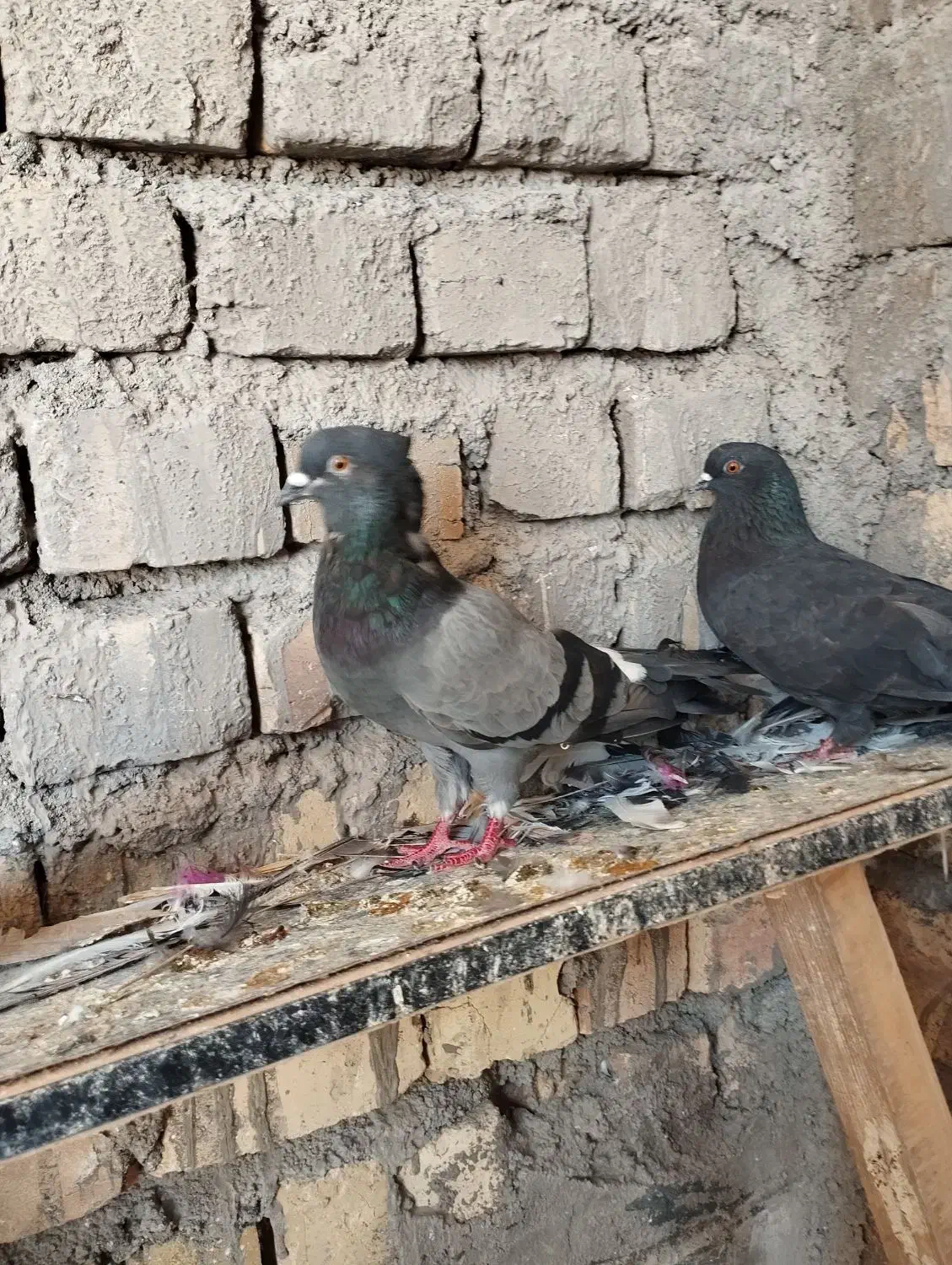 کفتر|پرنده|قم, تعویض پلاک|دیوار