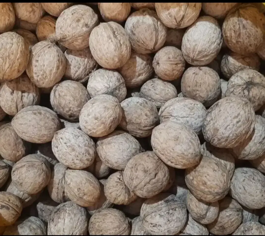 گردو|خوردنی و آشامیدنی|لردگان, |دیوار