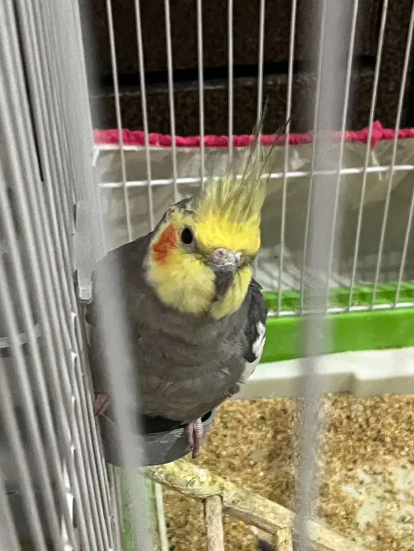 عروس هلتدی جفت|پرنده|شیروان (خراسان), |دیوار