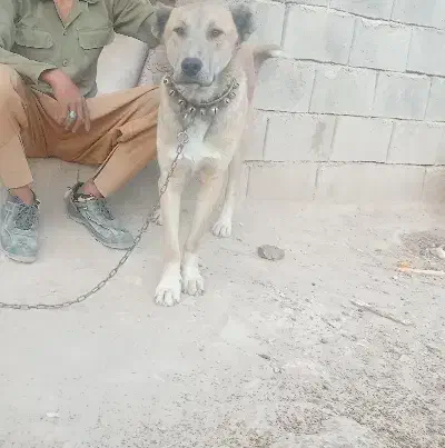 سگ خراسانی|سگ|مشهد, همت آباد|دیوار