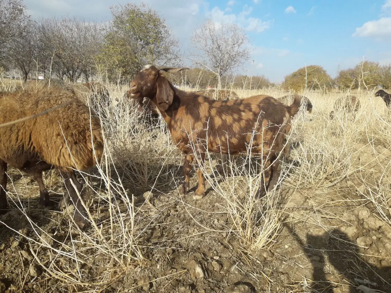 تی بز ماده چاق چاق واسه سر بریدن و داشتی|حیوانات مزرعه|نهاوند, |دیوار