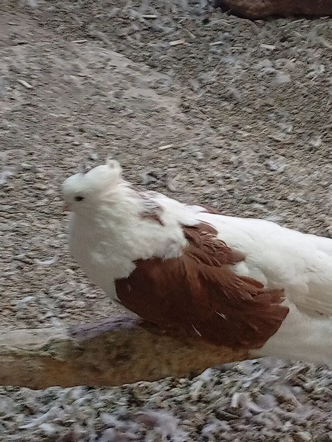 کبوترپشتار|پرنده|بستان آباد, |دیوار