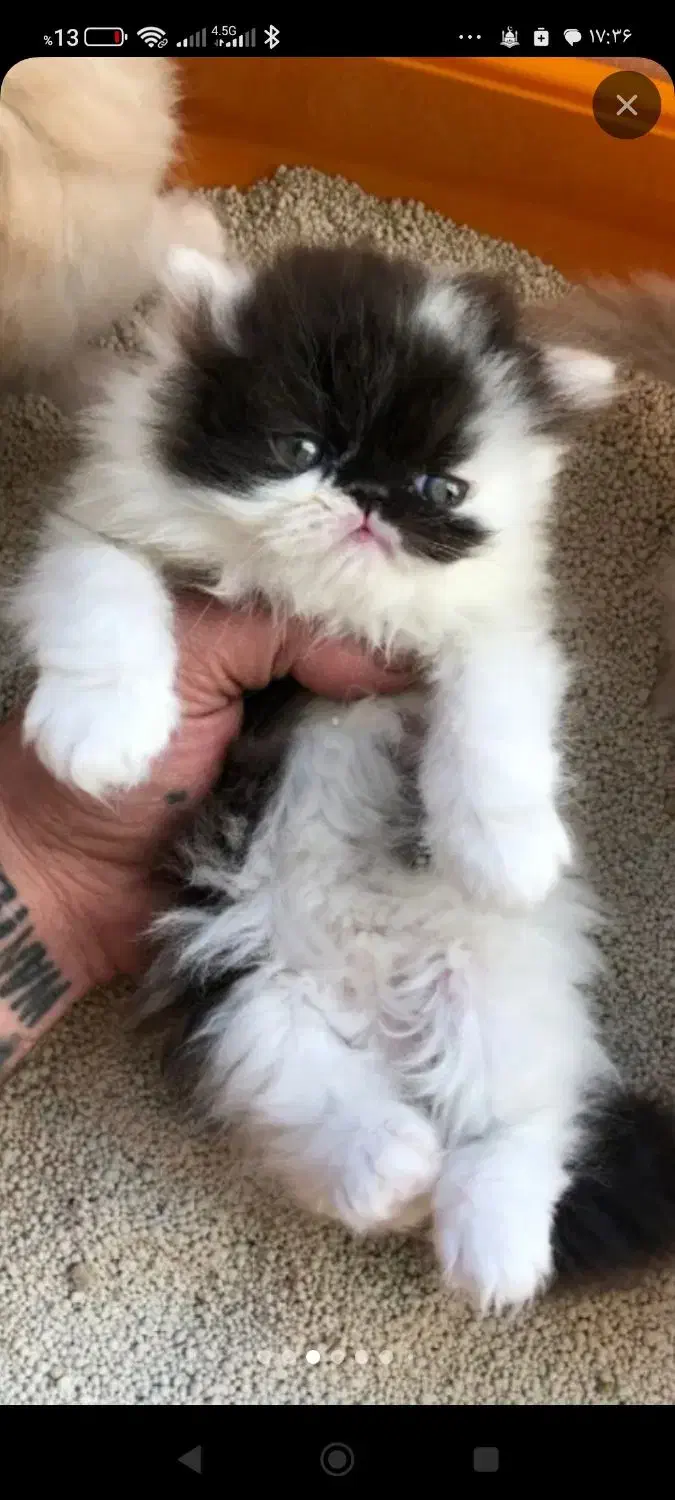 بریتیش بلوگلدلانگ|گربه|تهران, هلال احمر|دیوار