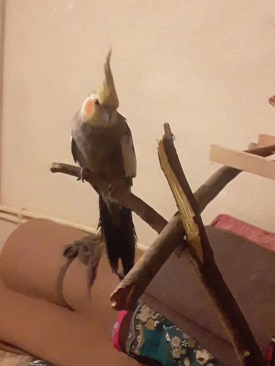 عروس هلندی سخنگو|پرنده|اردبیل, |دیوار