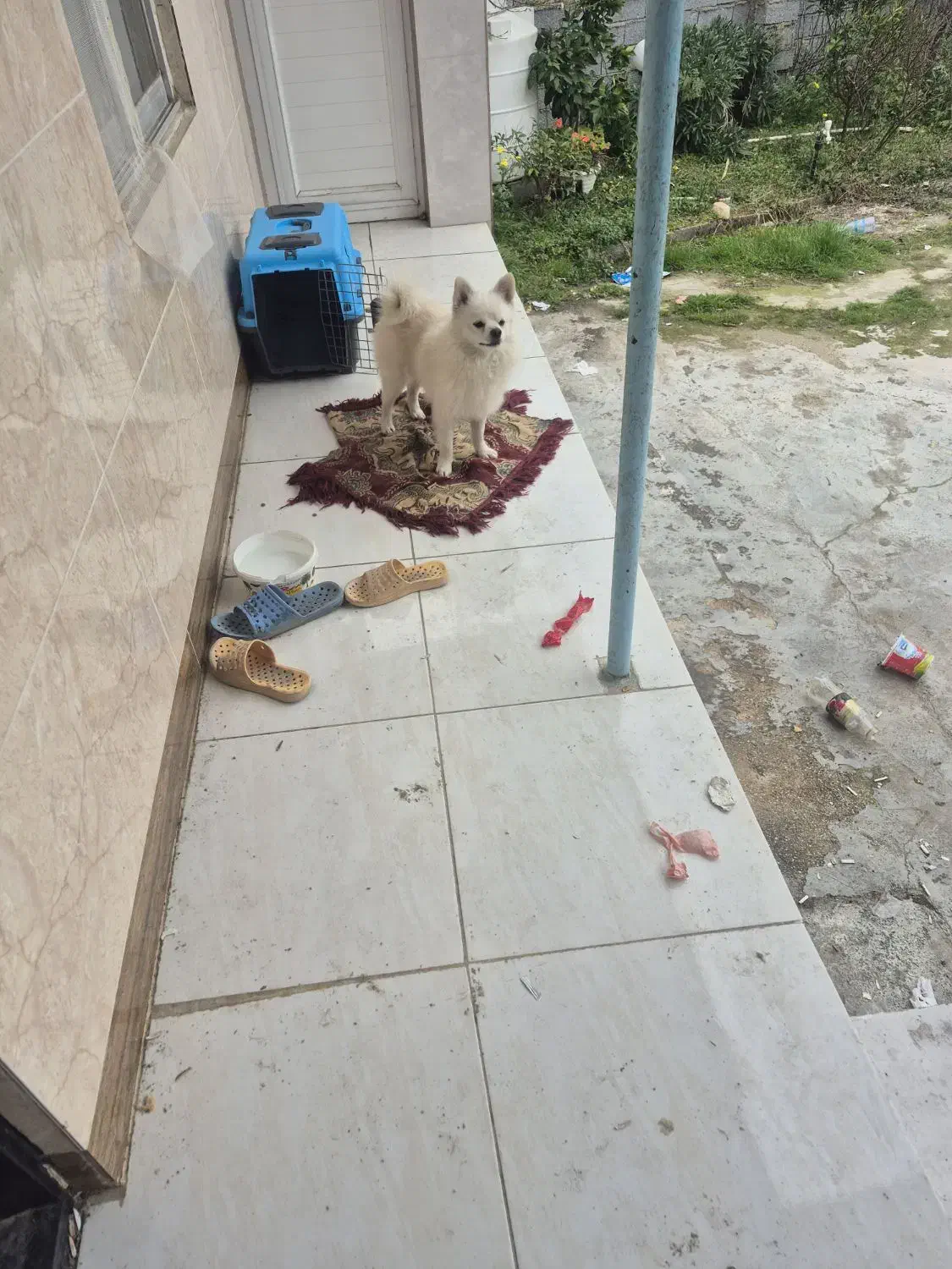 سگ پامر نر|سگ|ساری, |دیوار