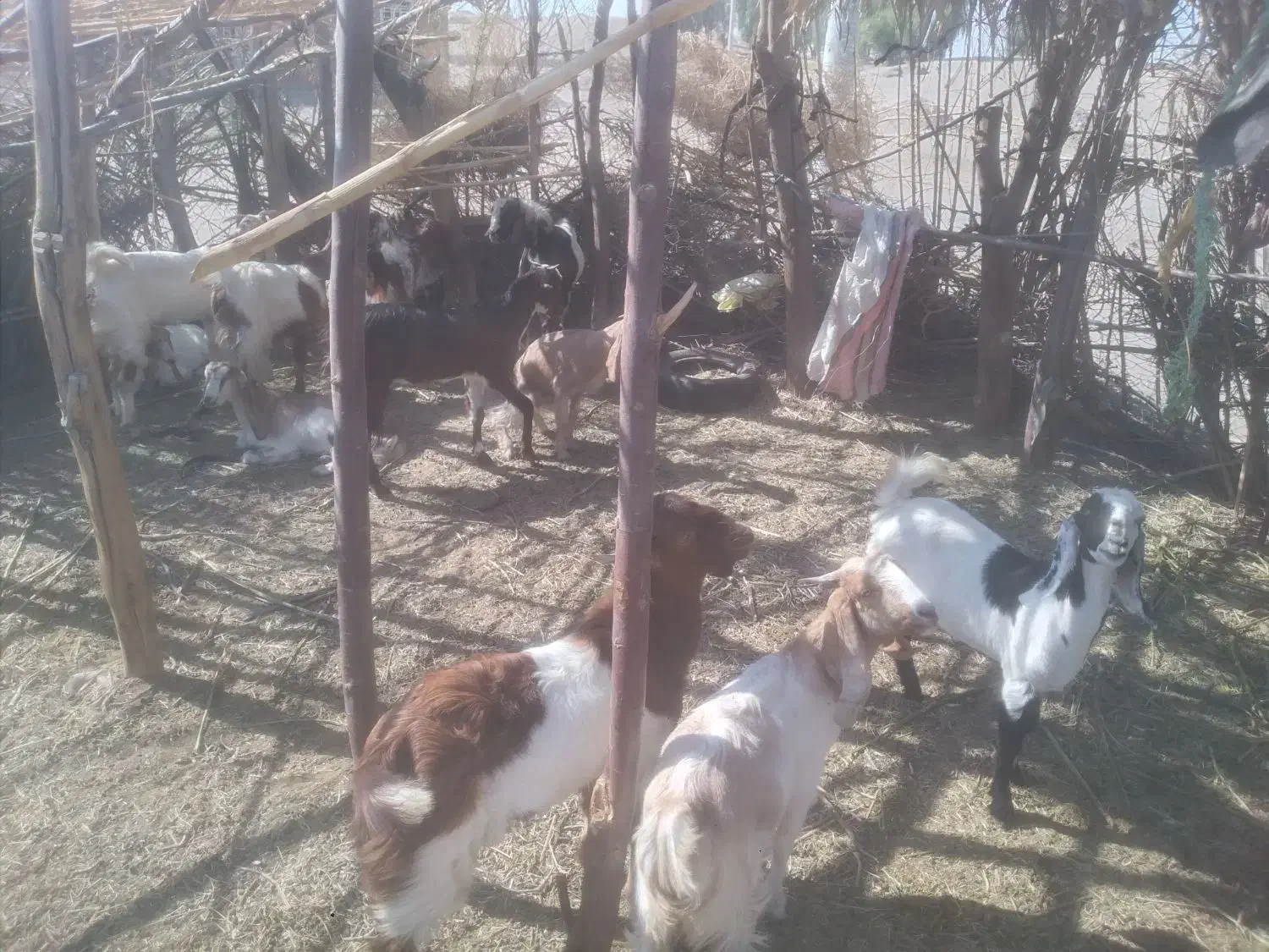 فروشی|حیوانات مزرعه|کهنوج, |دیوار